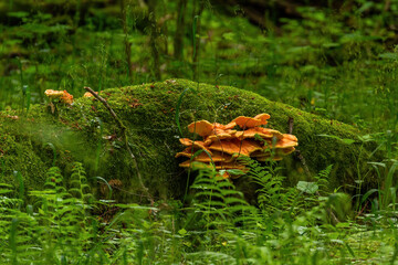 Orange mushrooms growing on mossy log in Bialowieza Forest, Poland.