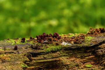 Dark fungi on decaying tree trunk in Bialowieza Forest, Poland.