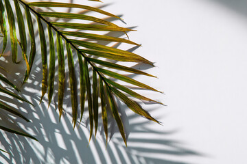 Palm Frond & Shadow Elegance, A minimalist composition featuring a palm frond casting a soft, organic shadow on a light background&mdash;evoking serene natural textures and modern botanical design.