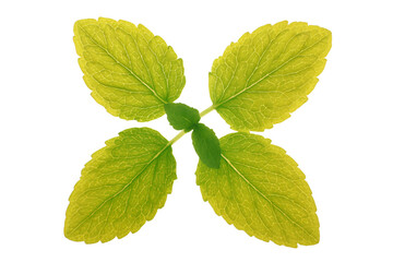 Fototapeta premium a green leaf with a white background