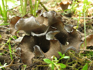 Cluster of Horn of Plenty Mushrooms
