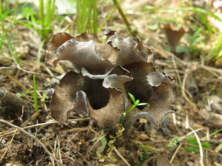 Craterellus Mushrooms with Wavy Caps
