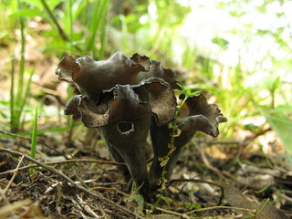 Horn of Plenty Mushrooms with sunlight
