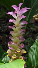 Beautiful pink siam tulip flowers.