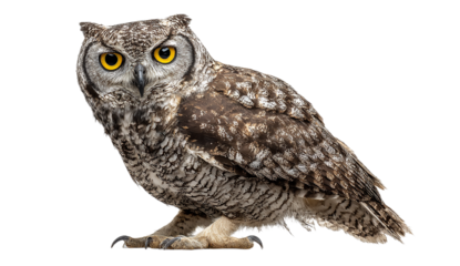 A detailed portrait of an owl with striking yellow eyes against a transparent background