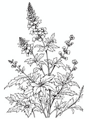 Sprig of fresh rapeseed 