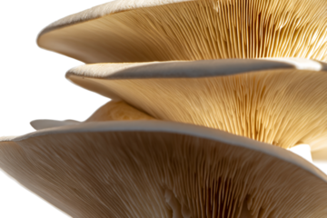 a group of mushrooms that are standing up