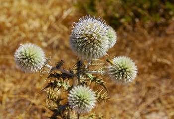 Thistles in the field