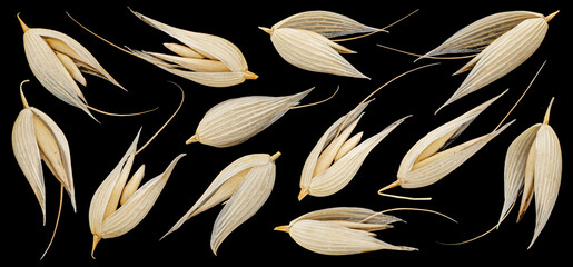 Oat seeds in husks isolated on black background, falling unpeeled oat grains collection, full depth of field