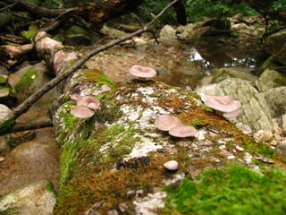 Oyster Mushrooms Growing on Mossy Log