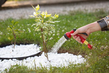 Watering garden trees, a man waters plants with a hose	