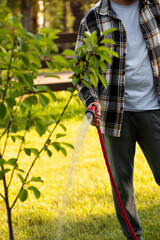 Watering garden trees, a man waters plants with a hose	