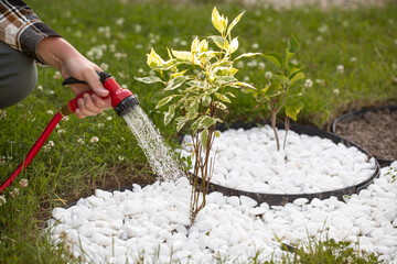 Watering garden trees, a man waters plants with a hose	