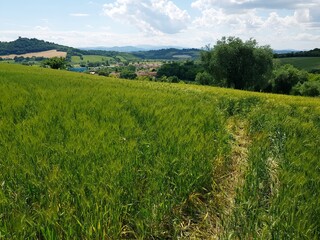 Beautiful landscape in Tuscany (Italy) with green wheat field