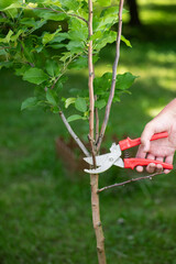 sanitary pruning of garden trees, apple tree pruning, a gardener cuts off a dry branch with pruning...