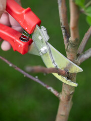 sanitary pruning of garden trees, apple tree pruning, a gardener cuts off a dry branch with pruning...