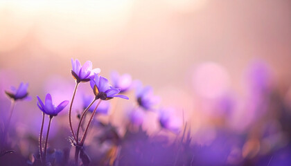 Fototapeta premium the photograph depicts a cluster of delicate purple flowers in their natural setting. the flowers have slender stems and open petals that are beautifully illuminated