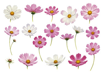 Vector watercolor illustration Flower  / 水彩テイストのコスモスイラストまとめ