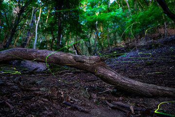 Magical Fireflies Dancing in the Summer Forest at Dusk.
Atmospheric photograph capturing glowing fireflies lighting up a serene forest during a warm summer night. 