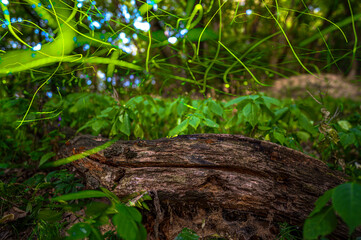 Magical Fireflies Dancing in the Summer Forest at Dusk.
Atmospheric photograph capturing glowing...