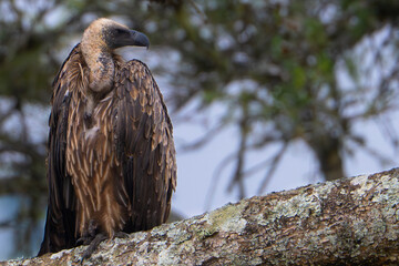 Young Rüppell’s griffon vulture perched on a lichen-covered tree branch in the wild. Photographed in Uganda