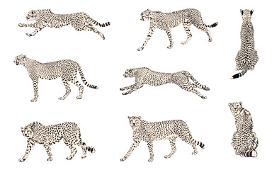 Cheetah collection. Cheetahs in different poses including sitting, standing, walking and running. Separated. Vector illustration. White background.