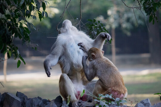 Pair of monkeys engaging in classic grooming behavior in a zoo