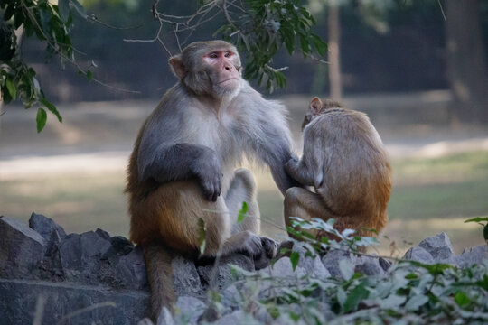Pair of monkeys engaging in classic grooming behavior in a zoo