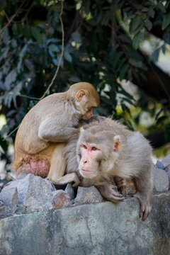Pair of monkeys engaging in classic grooming behavior in a zoo