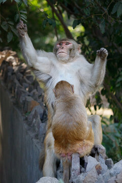 Pair of monkeys engaging in classic grooming behavior in a zoo