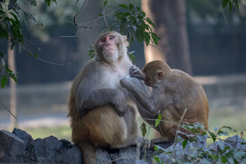 Pair of monkeys engaging in classic grooming behavior in a zoo