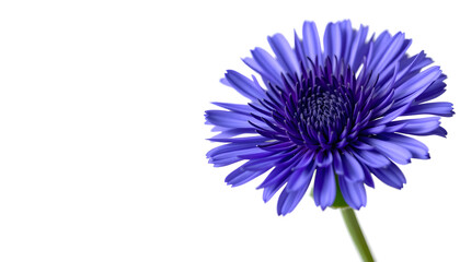 Vibrant purple flower bloom natural garden photography soft light close-up nature's beauty