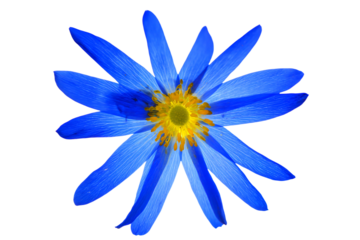 a blue flower with yellow center on a white background