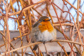 Cute bird the European Robin, Erithacus rubecula. sitting on the tree branch in winter.