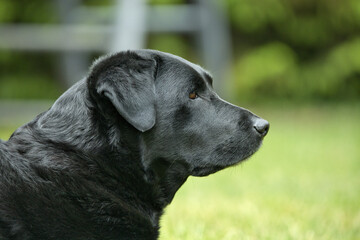 Zbliżenie profilu dorosłego czarnego Labradora Retrievera, przedstawiające jego elegancką sylwetkę na delikatnie rozmytym zielonym tle.