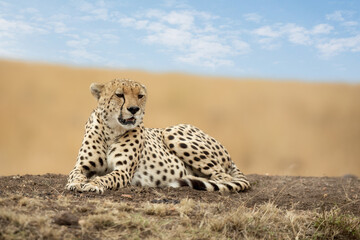 A young adult cheetah, Acinonyx jubatus, on the lookout in the open grass plains of the Masai Mara, Kenya. Summer sky background