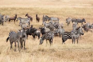 Obraz premium A herd of zebra, Equus quagga, and white-bearded wildebeest, Connochaetes taurinus, graze the open plains of the Masai Mara, Kenya, during the annual great migration. Topi are in the background.