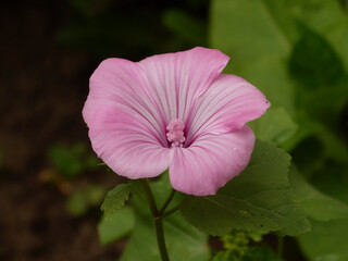 Close-up of a Vibrant Pink Lavatera Flower Blooming in a Lush Green Garden