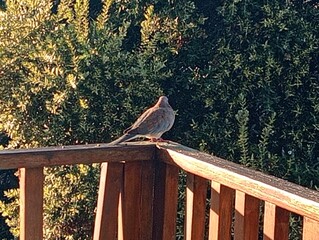 Pigeon on a balcony