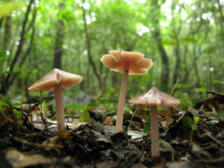 Mycena pura mushrooms backlit in forest