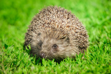 hedgehog on the grass.