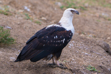 Portrait of an African fish eagle (Haliaeetus vocifer) standing on the ground with clear feather details. Photographed in Uganda