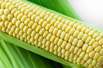 Close-up of fresh yellow corn on the cob with green husks. The vibrant kernels are perfectly...