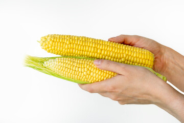 A hand holds a fresh corn over a white background. Raw food organic