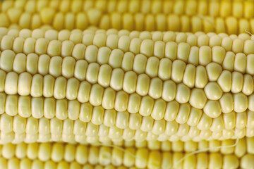 Extreme close-up of corn kernels, showing smooth texture and natural shine.