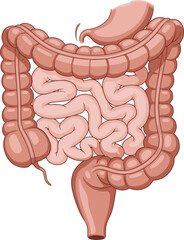 Small and Large Intestines Vector Diagram For Medical Education