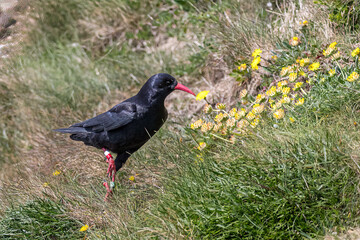 Chough hunting for food.