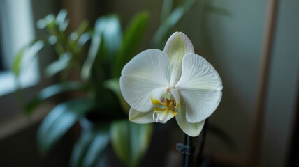 Close up of a white orchid flower with green leaves in the background in a soft light setting