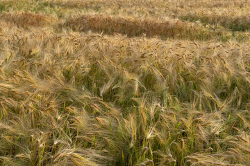 golden wheat field under warm sunset light. minimalistic countryside background with harvest concept 