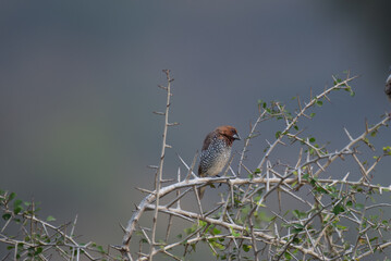 A beautifully detailed image of a Scaly breasted munia perched on a thorny branch, set against a soft, muted background.
